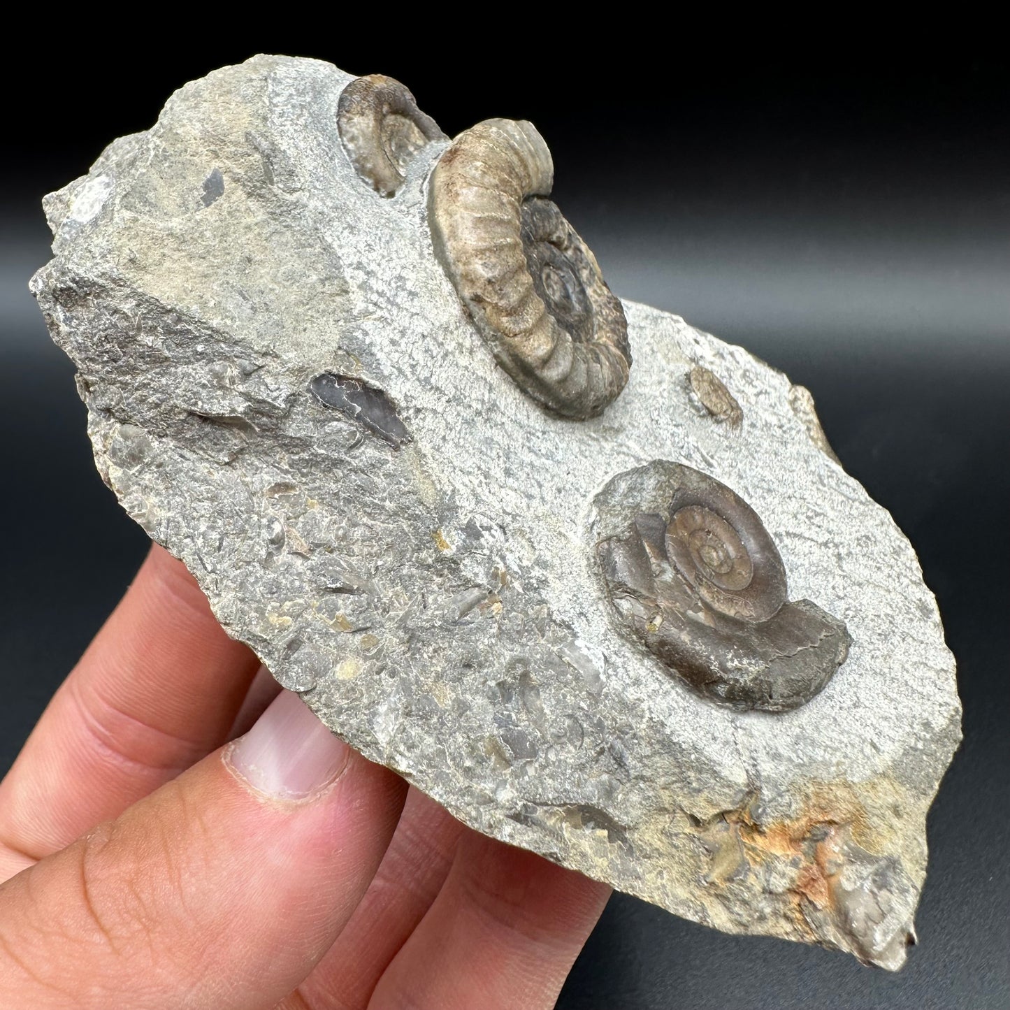 Arnioceras ammonite shell fossil with box and stand - Whitby, North Yorkshire Jurassic Coast Yorkshire Fossils