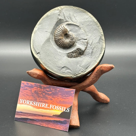 Golden Egg (GENUINE) Ammonite Fossil With Stand - Whitby, North Yorkshire Jurassic Coast Yorkshire Fossils