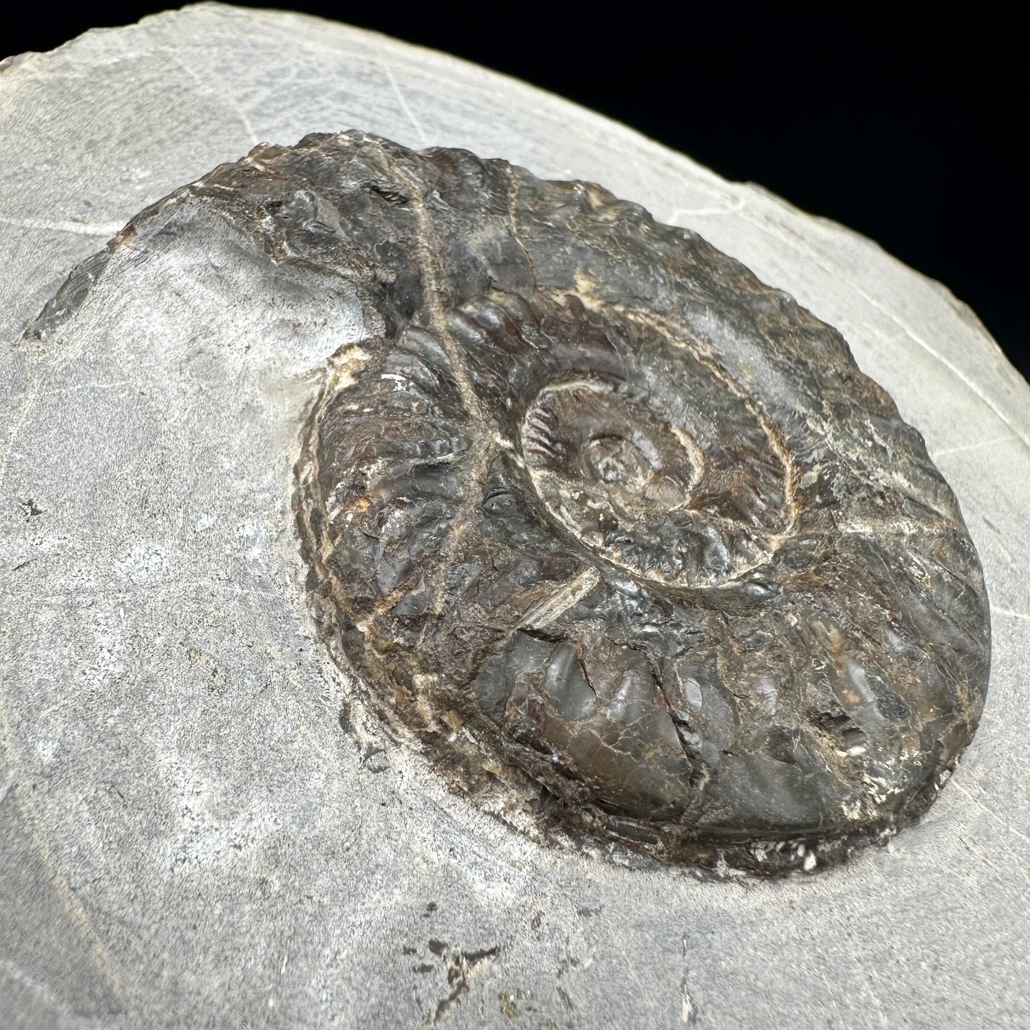 Hildoceras lusitanicum Ammonite fossil with box and stand - Whitby, North Yorkshire, Jurassic Coast, Yorkshire Fossils from the Jurassic Coast