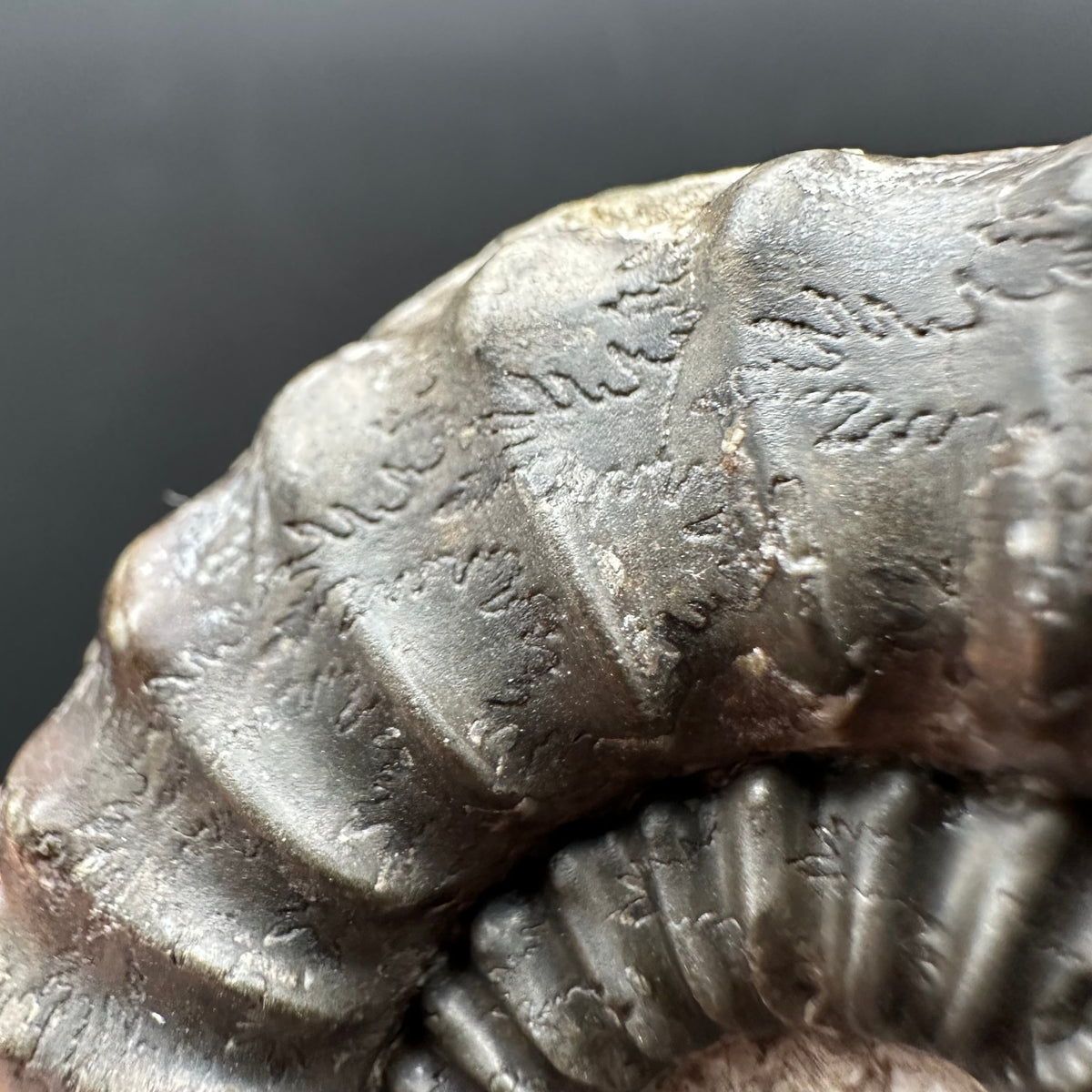 Pleuroceras hawskerense Ammonite fossil with box and stand - Whitby, North Yorkshire Jurassic Coast, Yorkshire fossils
