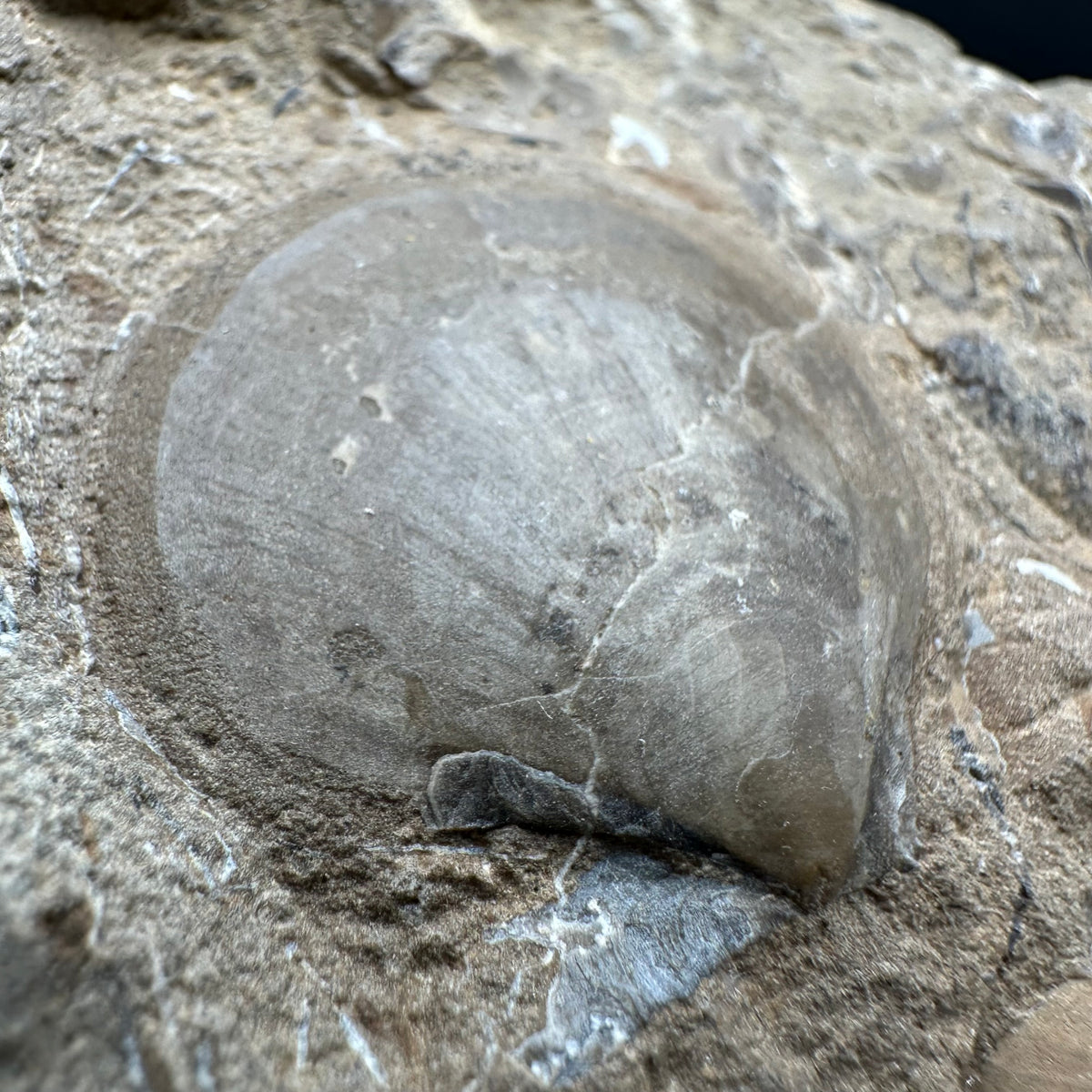 Shell fossil with stand - Whitby, North Yorkshire, Jurassic Coast, Yorkshire Fossils