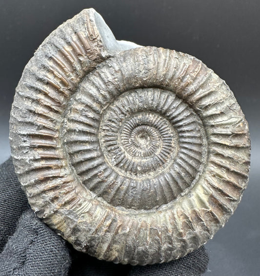 Dactylioceras Ammonite Fossil With Box And Stand - Whitby, North Yorkshire Jurassic Coast Yorkshire Fossils
