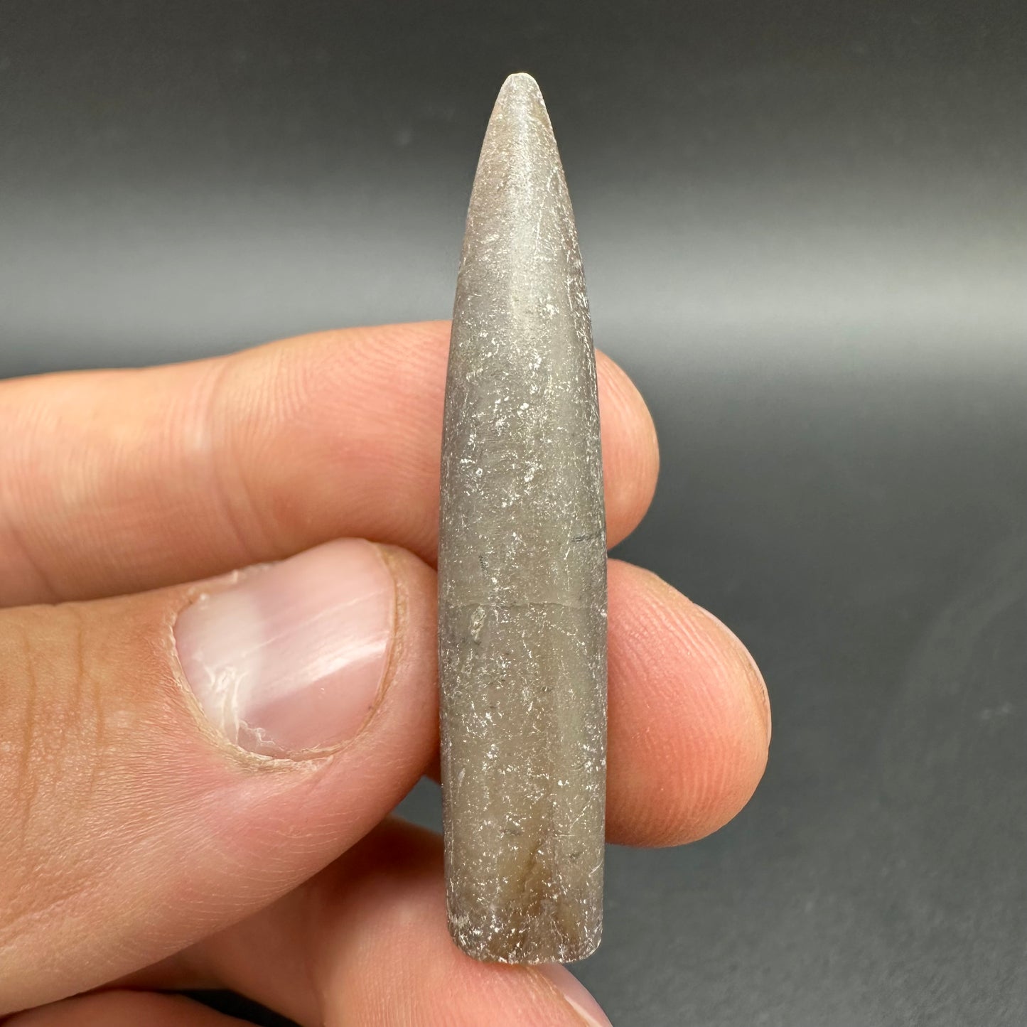 Belemnite (Fossil Squid) shell fossil - Whitby, North Yorkshire Jurassic Coast Yorkshire Fossils