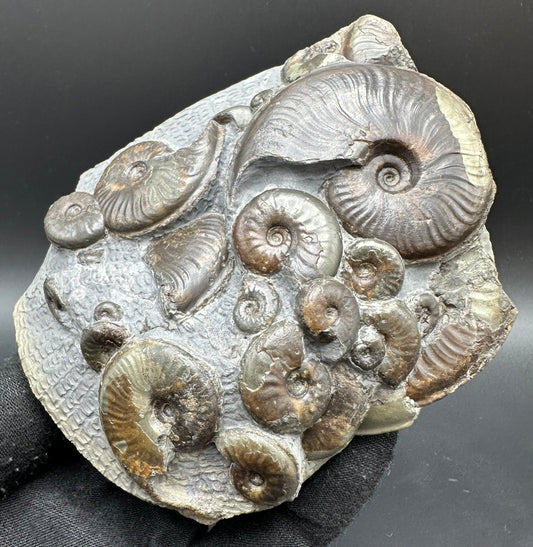 Eleganticeras Elegantulum ammonite with box and stand - Whitby, North Yorkshire Jurassic Coast, Yorkshire Fossils