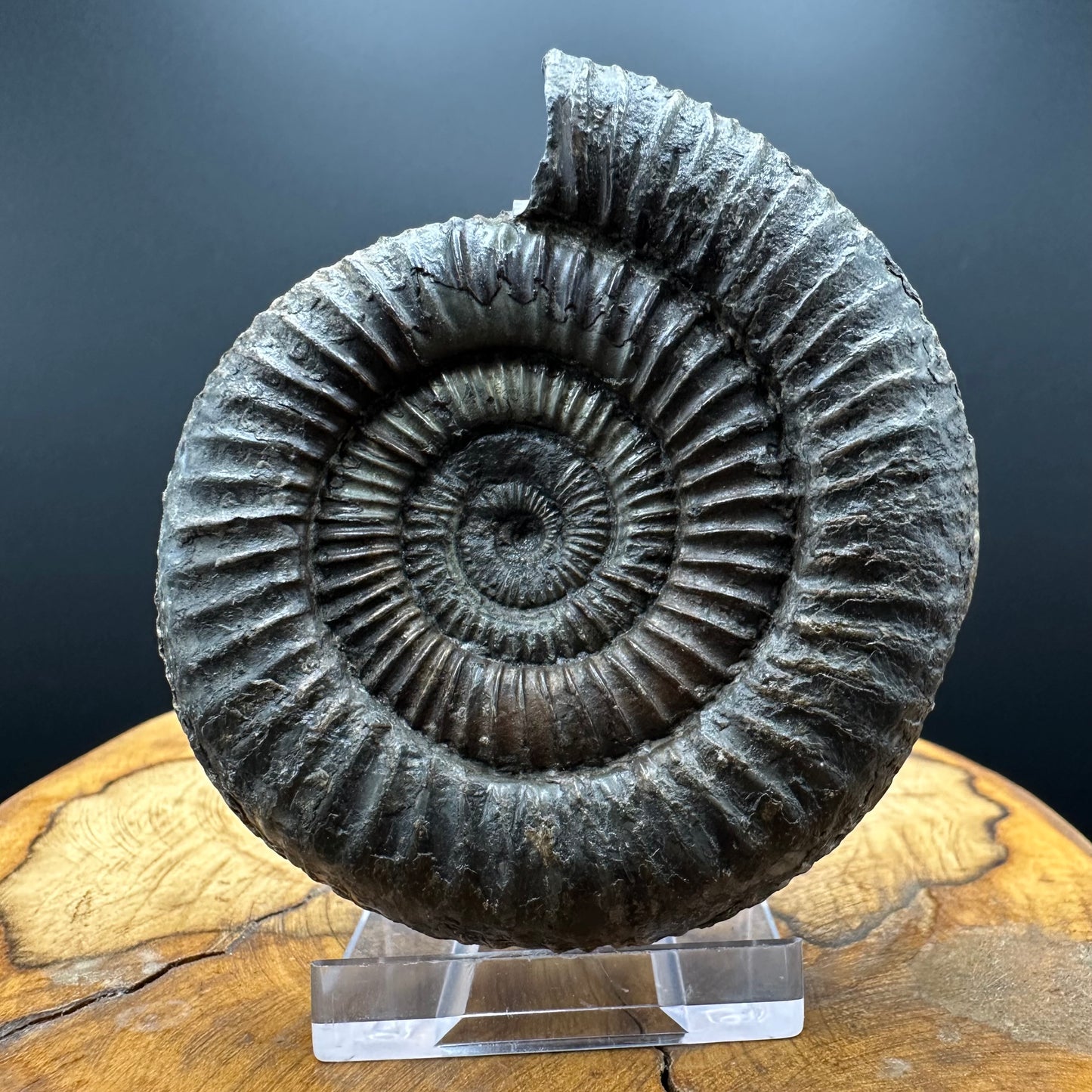 Dactylioceras Ammonite Fossil With box and Stand - Whitby, North Yorkshire Jurassic Coast Yorkshire Fossils