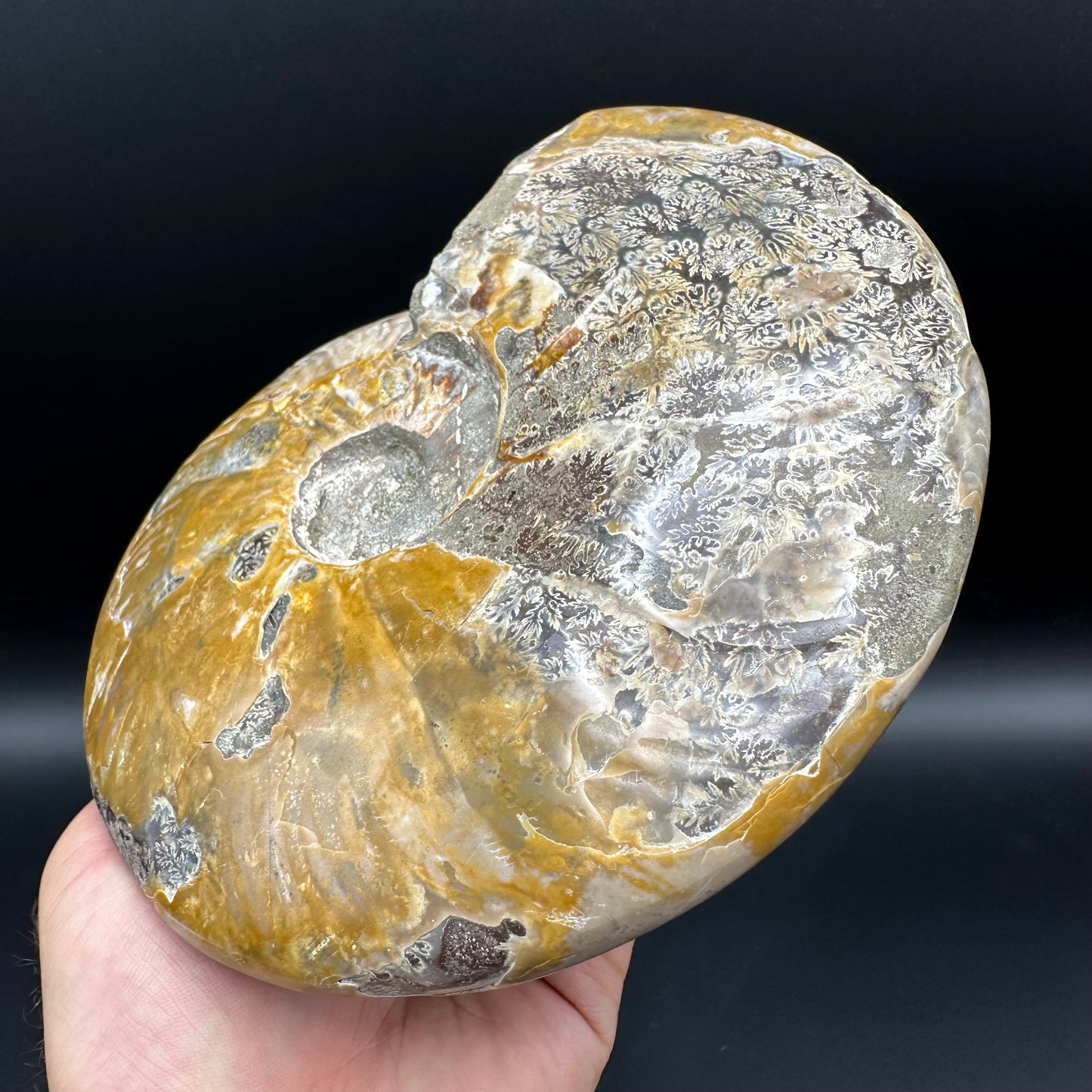 Cleoniceras Ammonite Fossil With Stand - Cretaceous Ammonite Madagascar