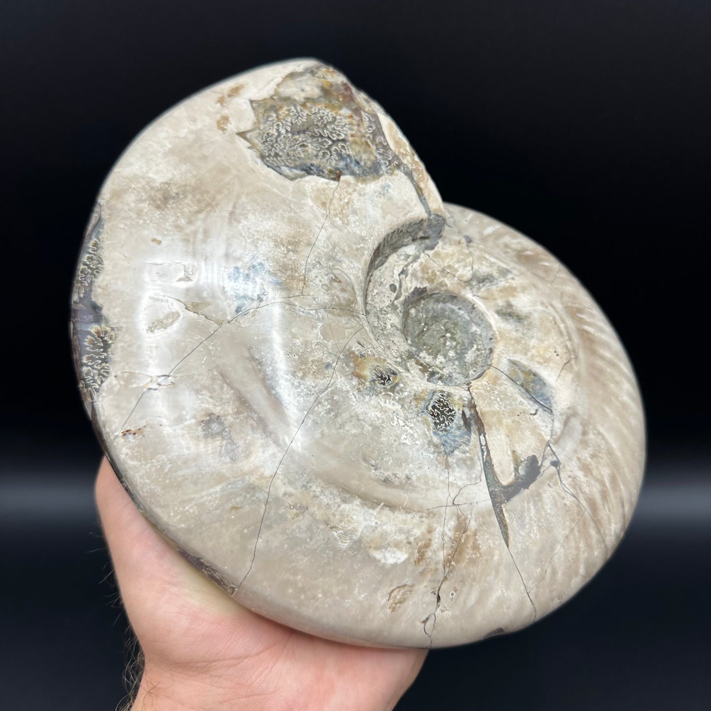 Cleoniceras Ammonite Fossil With Stand - Cretaceous Ammonite Madagascar