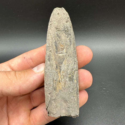 Belemnite (Fossil Squid) shell fossil with box and stand - Whitby, North Yorkshire Jurassic Coast Yorkshire Fossils