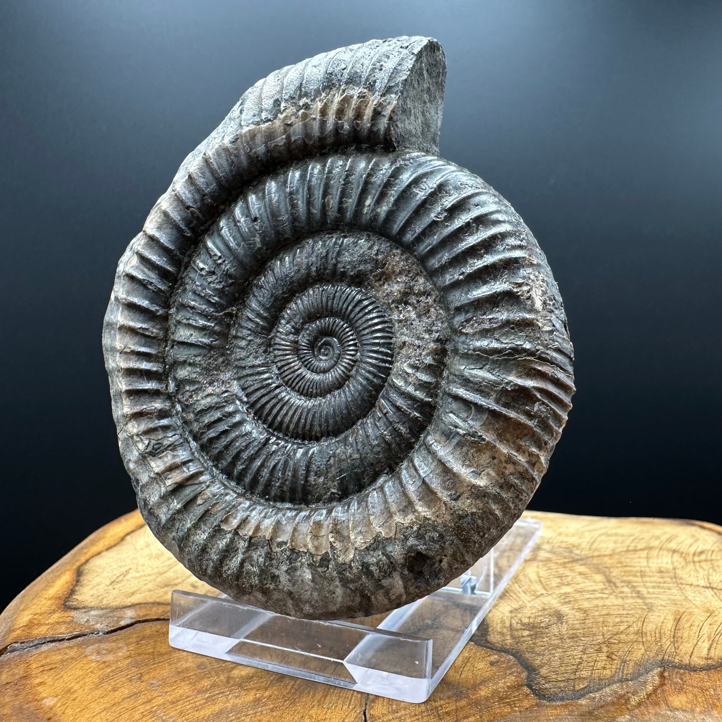 Dactylioceras Ammonite Fossil With box and Stand - Whitby, North Yorkshire Jurassic Coast Yorkshire Fossils