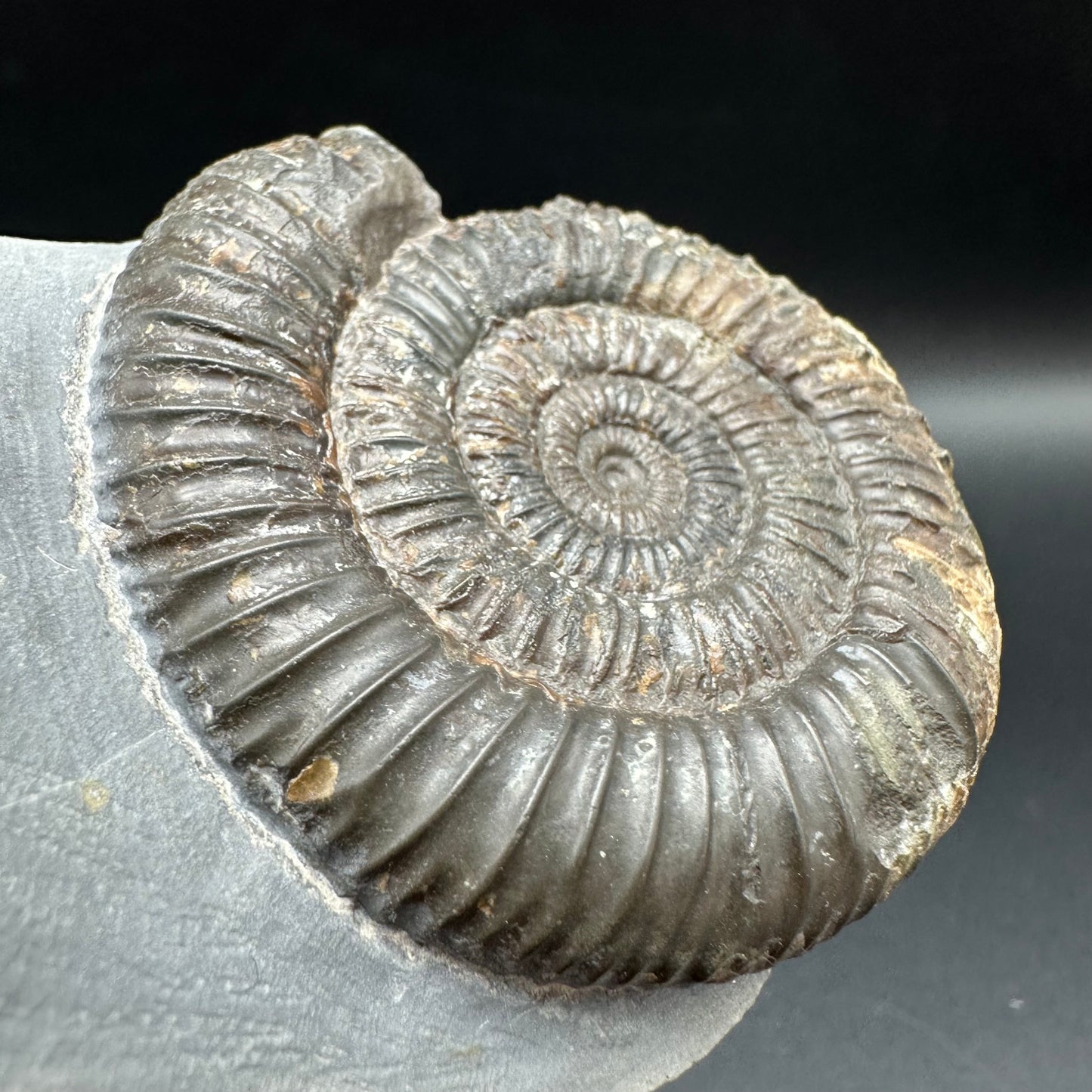 Dactylioceras Ammonite Fossil With Box And Stand - Whitby, North Yorkshire Jurassic Coast Yorkshire Fossils