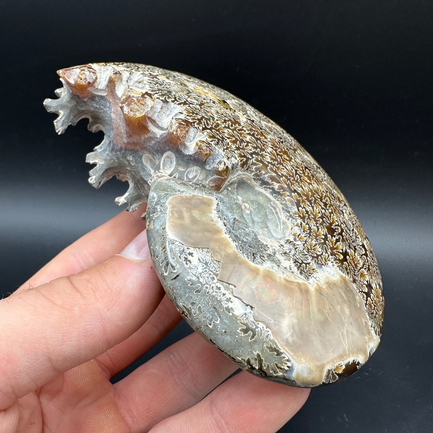 Cleoniceras Ammonite Fossil With Box And Stand - Cretaceous Ammonite Madagascar