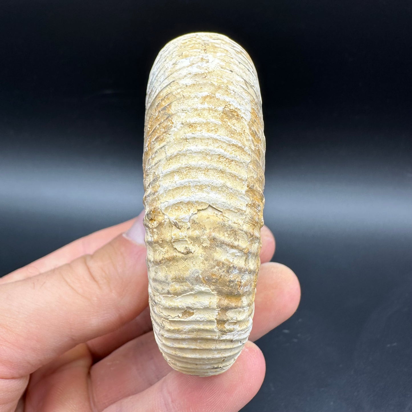 Dichotomosphinctes Ammonite Fossil With Box And Stand - Middle Jurassic Ammonite Madagascar
