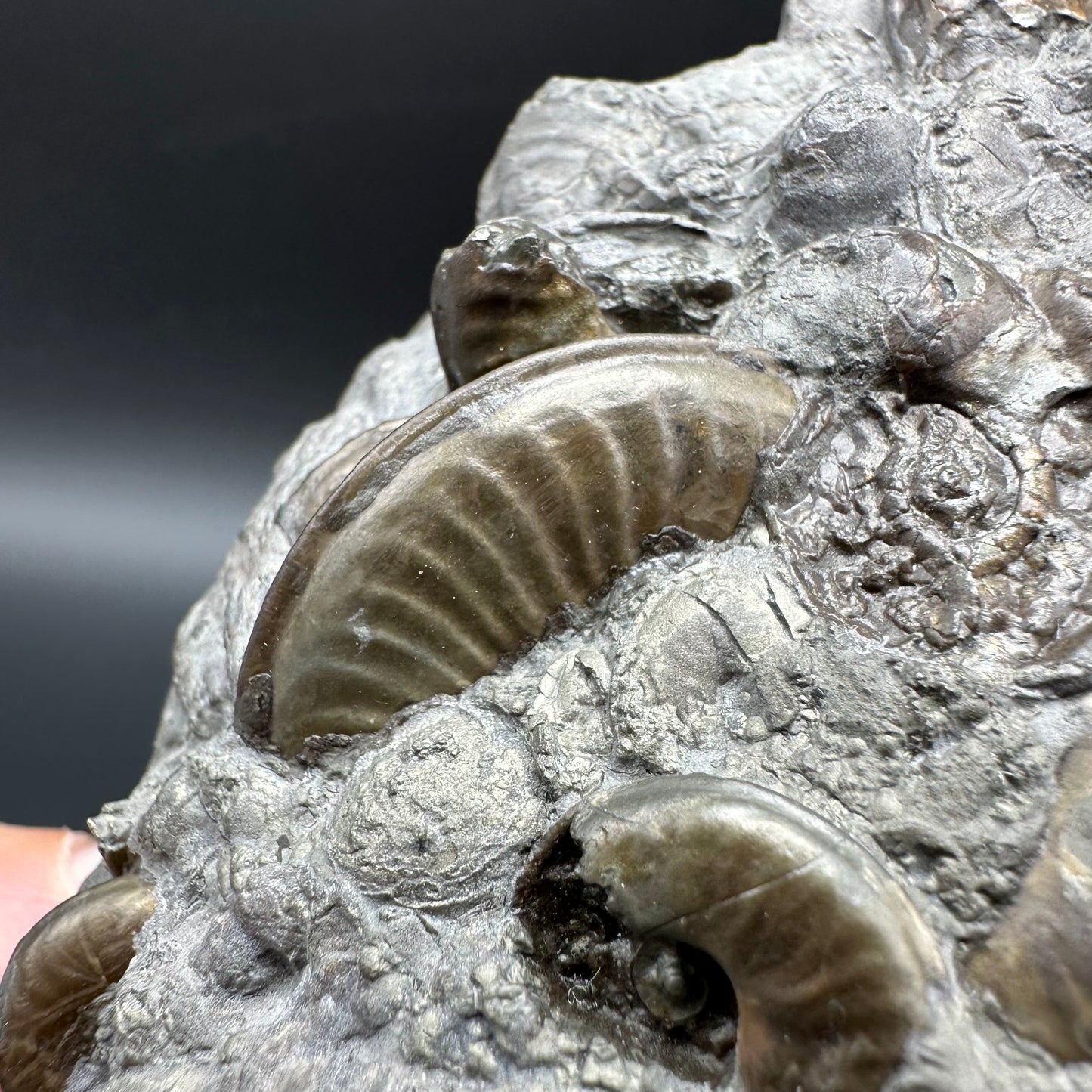 Golden Egg (GENUINE) Ammonite Fossil With Stand - Whitby, North Yorkshire Jurassic Coast Yorkshire Fossils