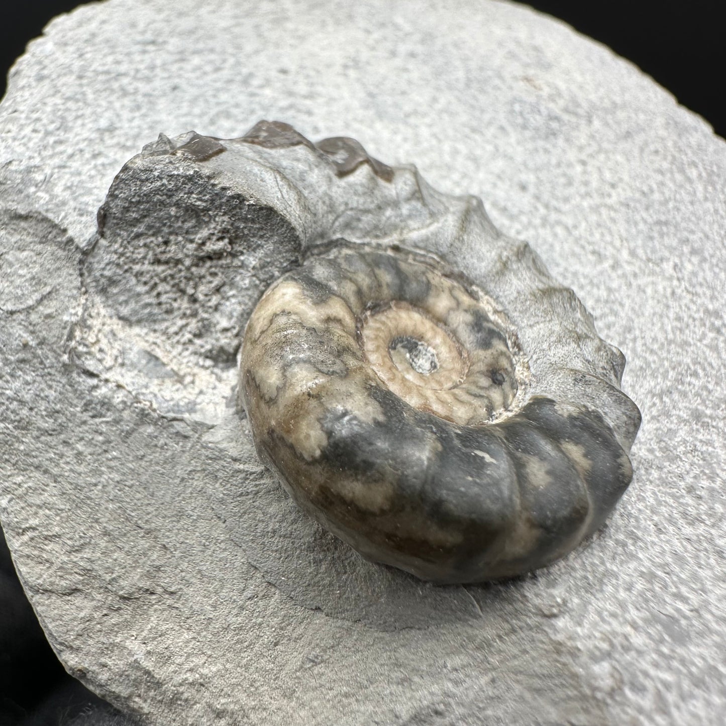 Eugassiceras Ammonite shell fossil with box and stand - Whitby, North Yorkshire Jurassic Coast Yorkshire Fossils