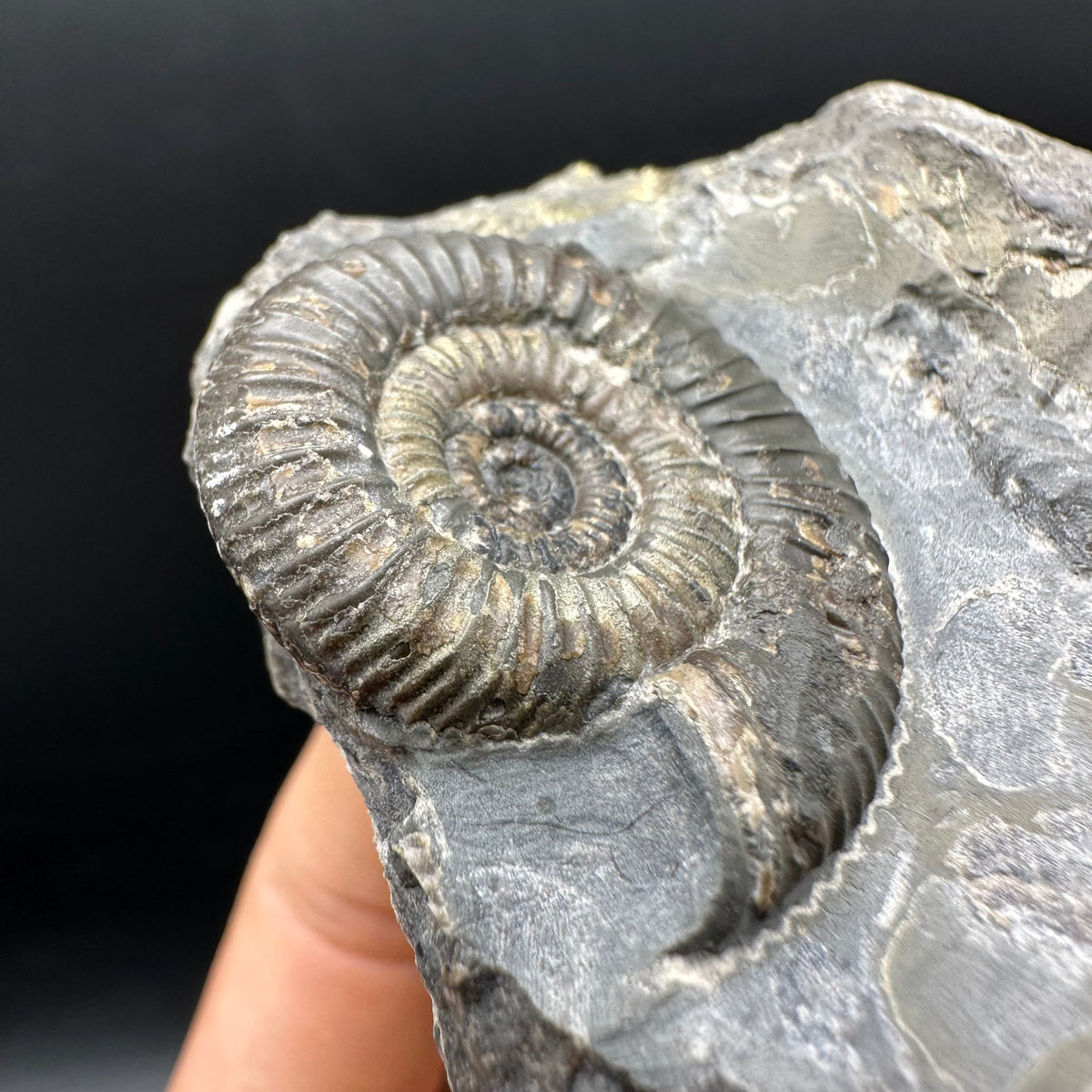 Gracile Multi-block Ammonite Fossil With Box And Stand - Whitby, North Yorkshire Jurassic Coast Yorkshire Fossils