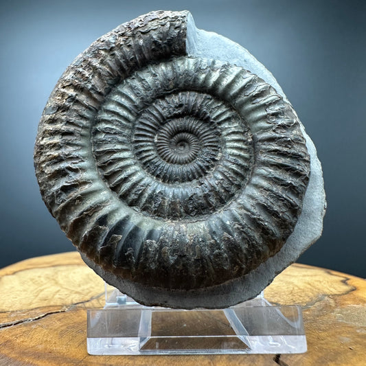 Dactylioceras Ammonite Fossil With box and Stand - Whitby, North Yorkshire Jurassic Coast Yorkshire Fossils