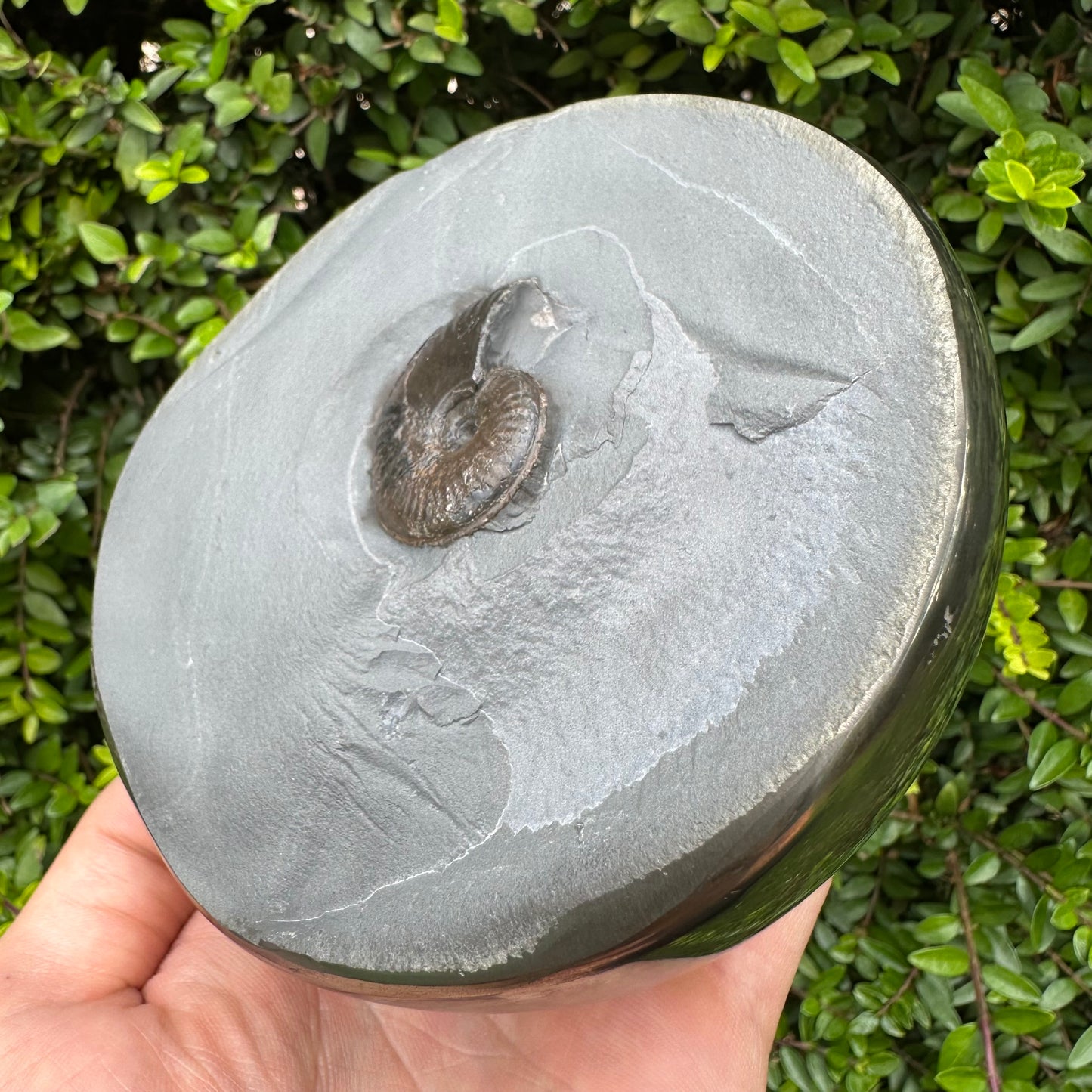 Golden Egg (GENUINE) Ammonite Fossil With Stand - Whitby, North Yorkshire Jurassic Coast Yorkshire Fossils