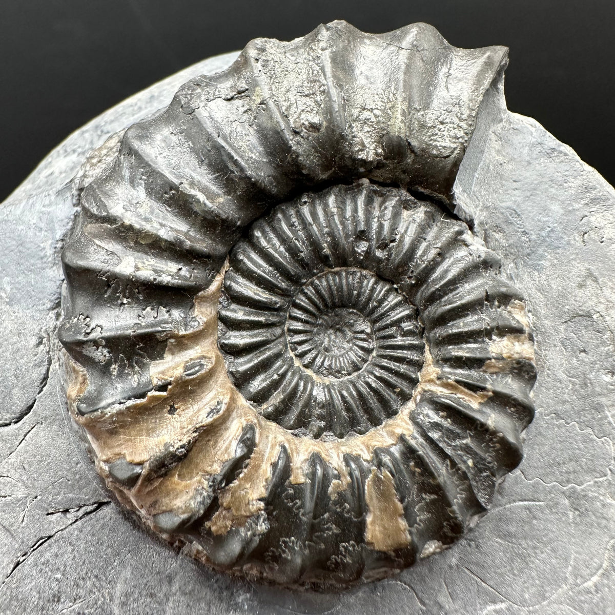 Pleuroceras hawskerense / Amauroceras Ammonite fossil with box and stand - Whitby, North Yorkshire Jurassic Coast, Yorkshire fossils