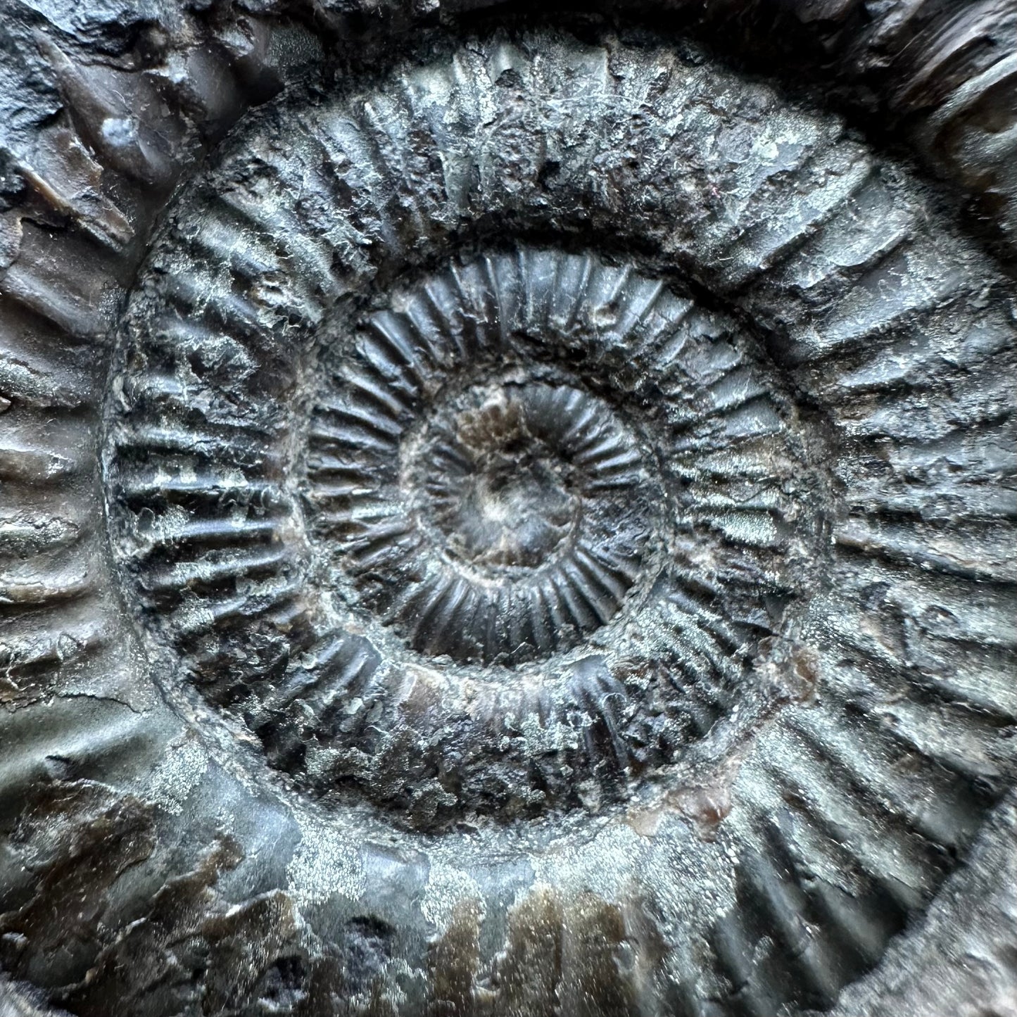 Dactylioceras Ammonite Fossil With box and Stand - Whitby, North Yorkshire Jurassic Coast Yorkshire Fossils