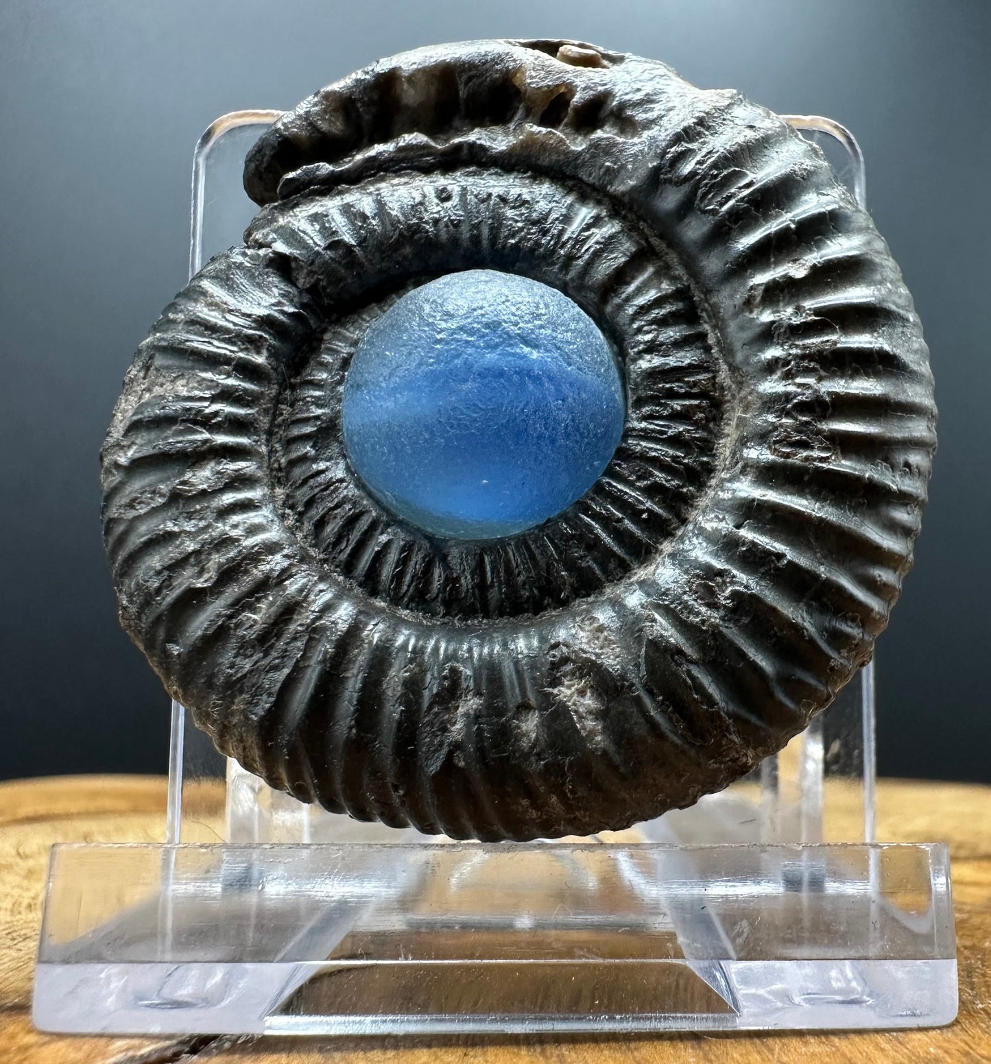 Snakestone Ammonite Fossil With Bag/Box And Stand - Whitby, North Yorkshire Jurassic Coast Yorkshire Fossils