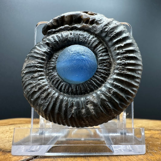Snakestone Ammonite Fossil With Bag/Box And Stand - Whitby, North Yorkshire Jurassic Coast Yorkshire Fossils