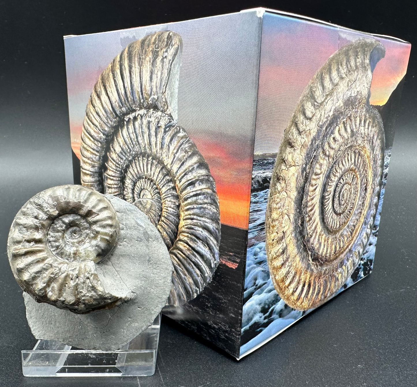 Agassiceras shell fossil with box and stand - Whitby, North Yorkshire Jurassic Coast Yorkshire Fossils