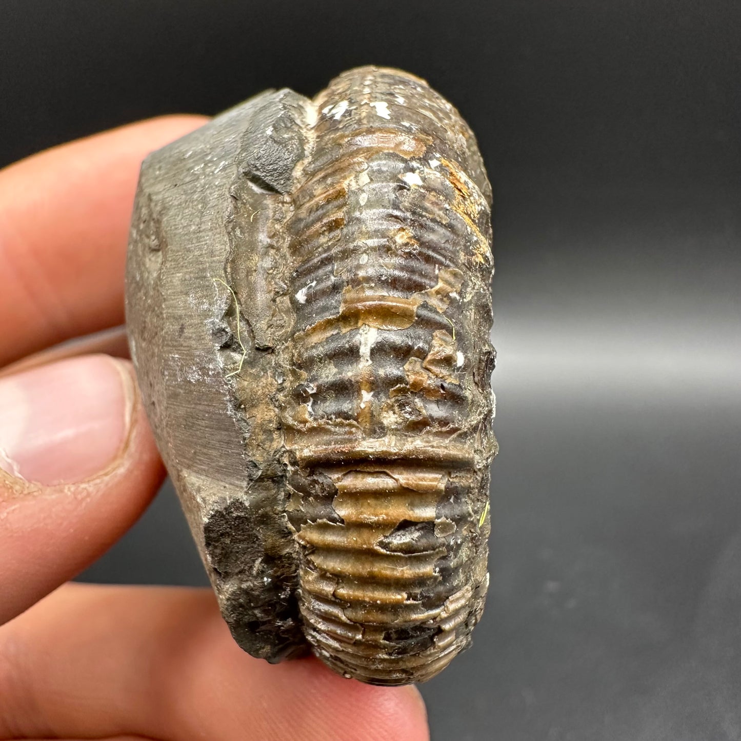 Dactylioceras Ammonite Fossil With Box And Stand - Whitby, North Yorkshire Jurassic Coast Yorkshire Fossils
