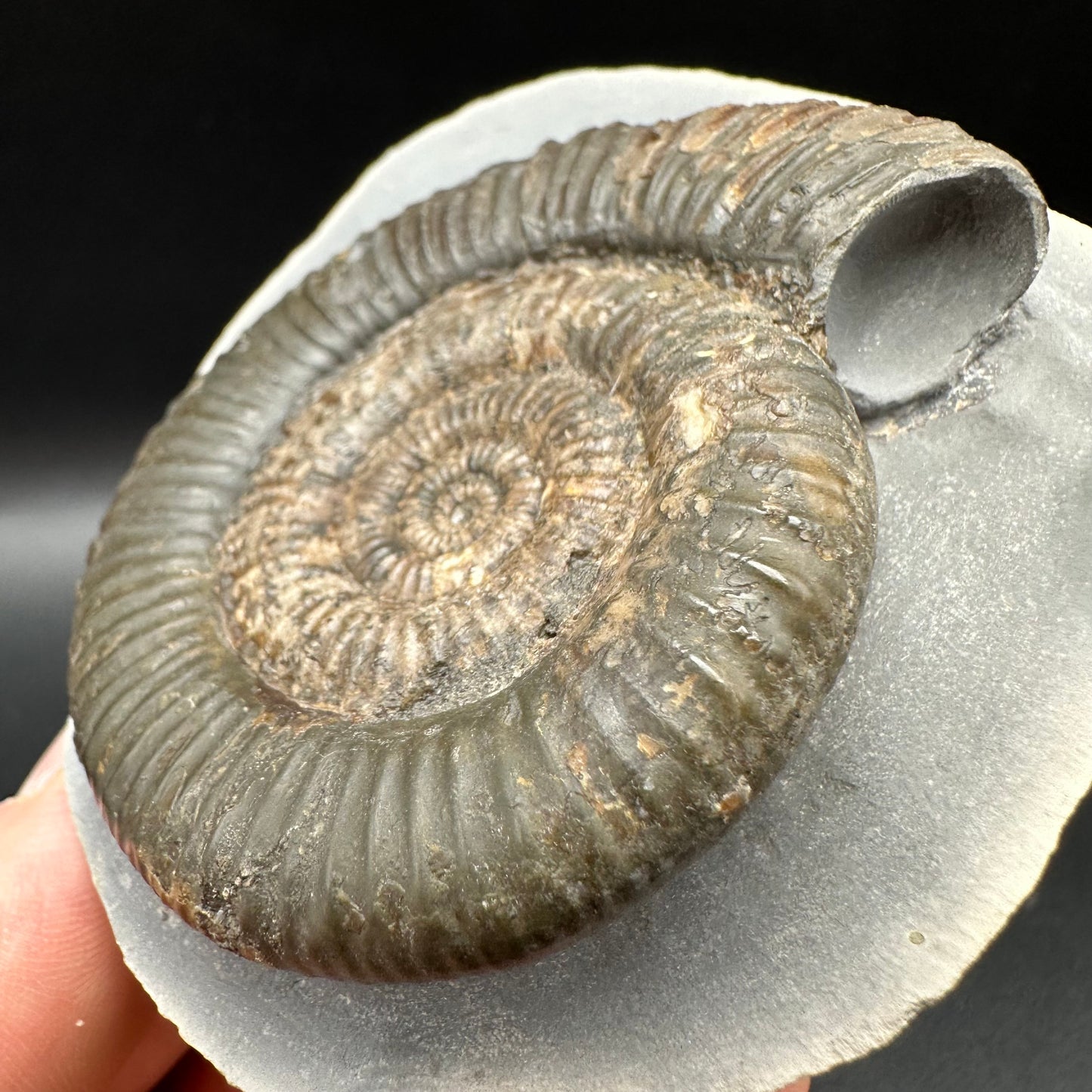 Zugodactylites ammonite fossil with box and stand - Whitby, North Yorkshire Jurassic Coast, Yorkshire fossils