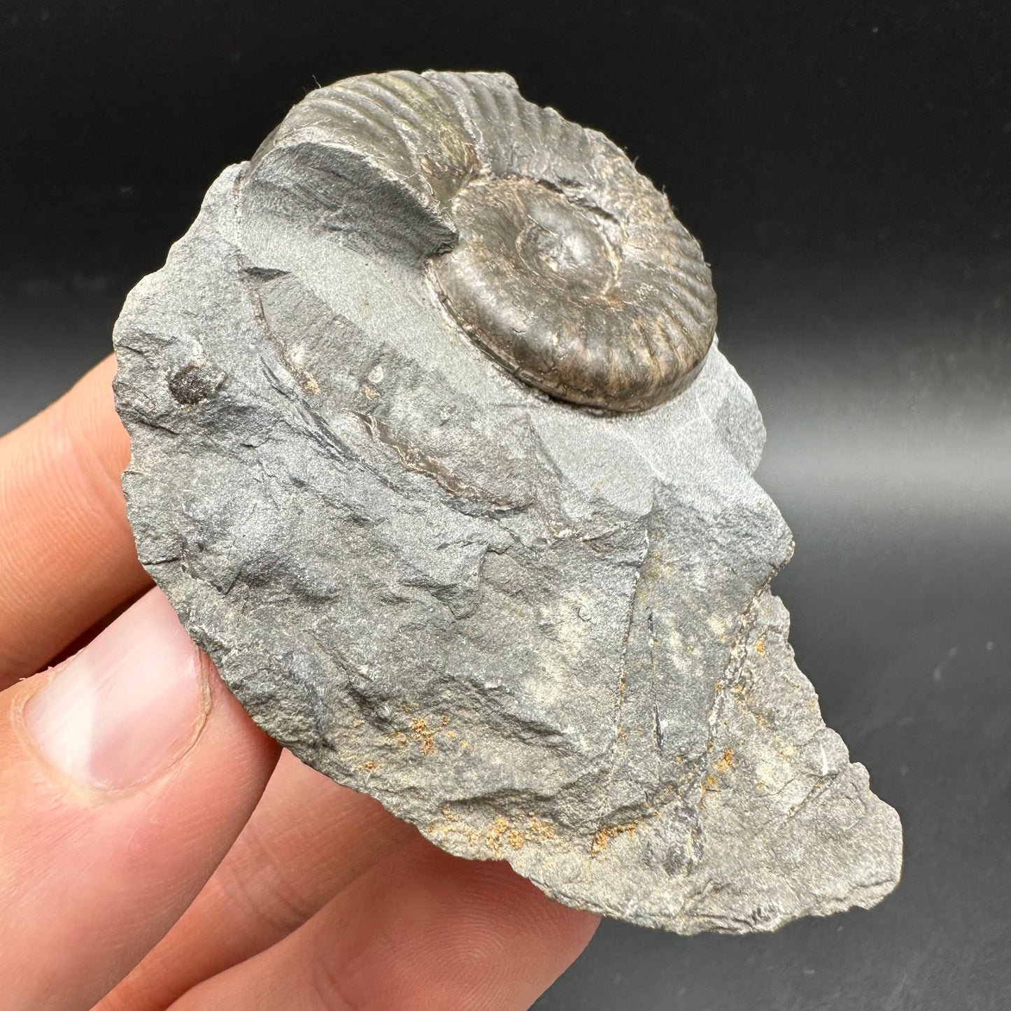 Grammoceras thoaurense Ammonite shell fossil with box and stand - Whitby, North Yorkshire, Yorkshire Fossils from the Jurassic Coast