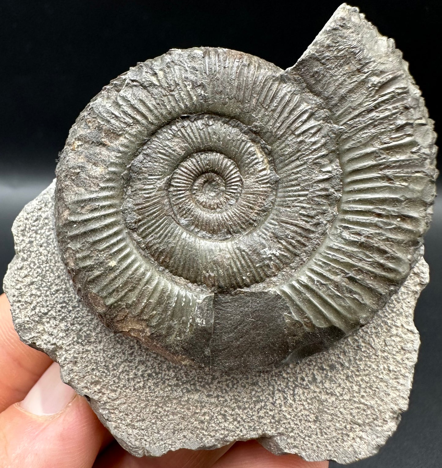 Peronoceras turriculatum Ammonite fossil with box and stand - Whitby, North Yorkshire Jurassic Coast, Yorkshire fossils