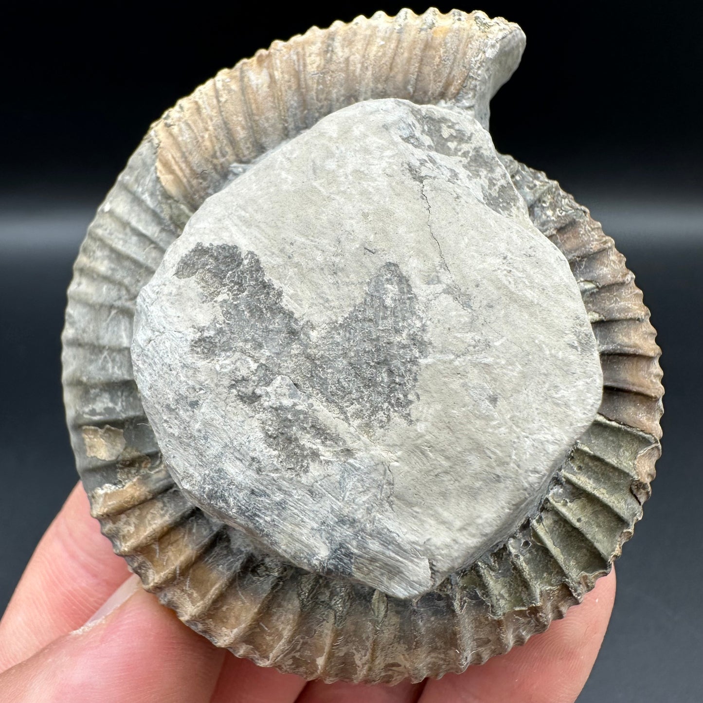 Dactylioceras Ammonite Fossil With Box And Stand - Whitby, North Yorkshire Jurassic Coast Yorkshire Fossils