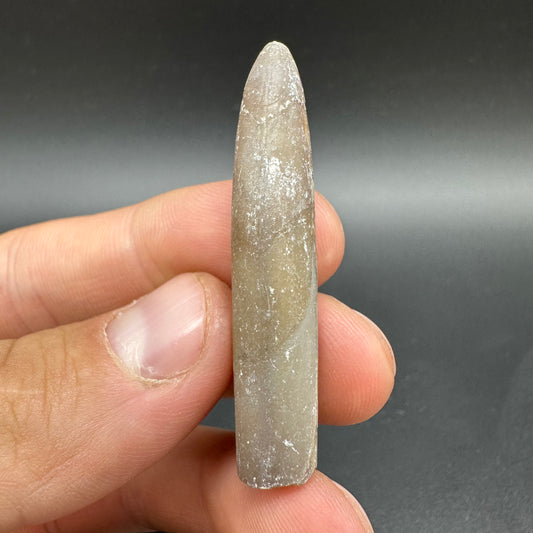 Belemnite (Fossil Squid) shell fossil - Whitby, North Yorkshire Jurassic Coast Yorkshire Fossils