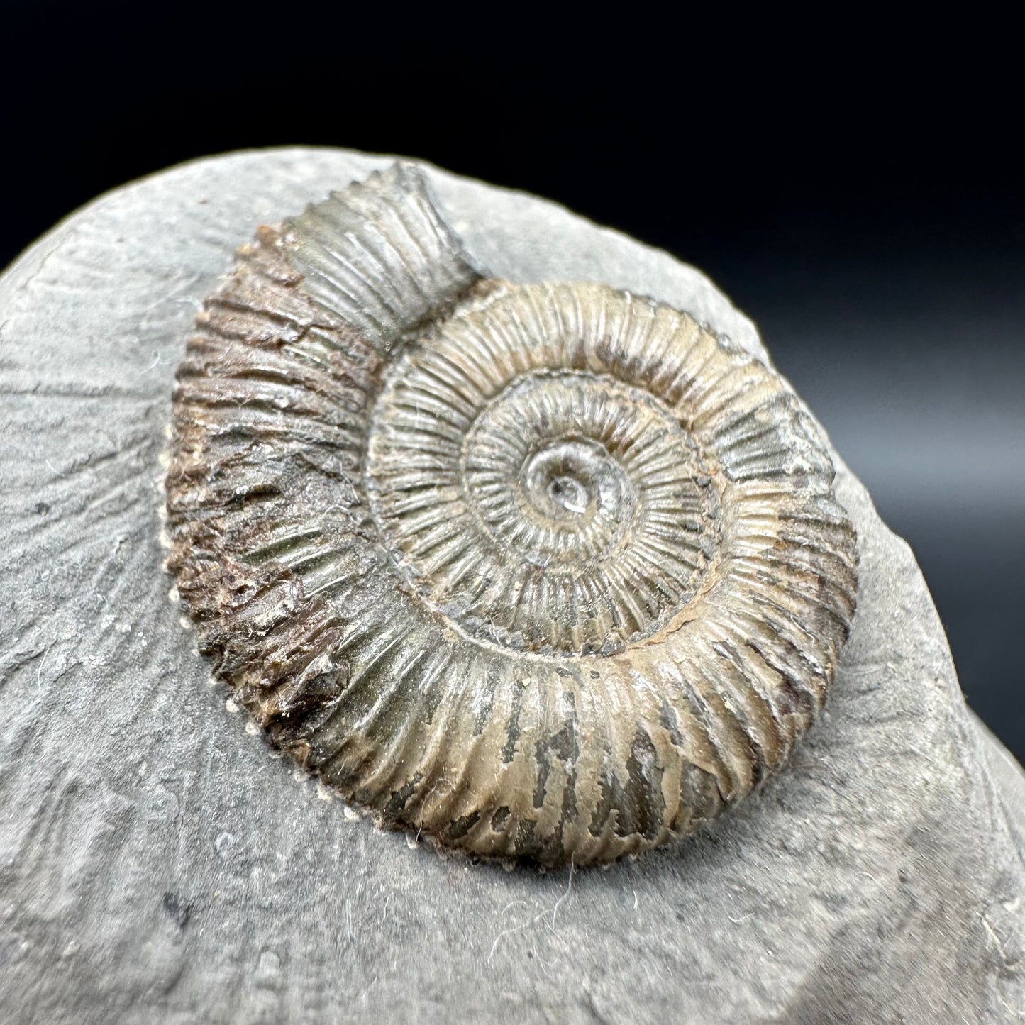 Dactylioceras Ammonite Fossil With box and Stand - Whitby, North Yorkshire Jurassic Coast Yorkshire Fossils