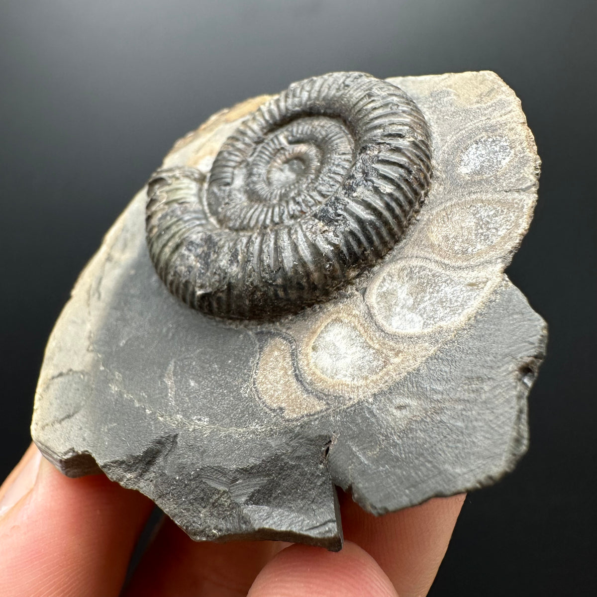 Dactylioceras Ammonite Fossil With box and Stand - Whitby, North Yorkshire Jurassic Coast Yorkshire Fossils