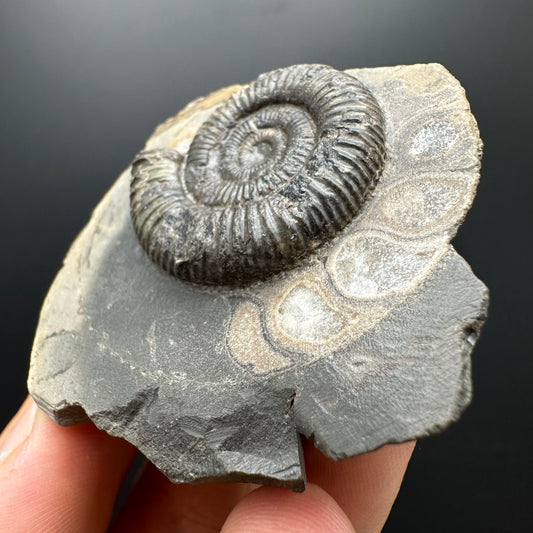 Dactylioceras Ammonite Fossil With box and Stand - Whitby, North Yorkshire Jurassic Coast Yorkshire Fossils