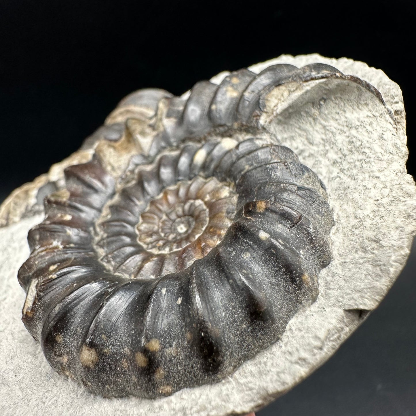 Androgynoceras maculatum Ammonite fossil with gift box and stand - Whitby, North Yorkshire Jurassic Coast Yorkshire Fossils