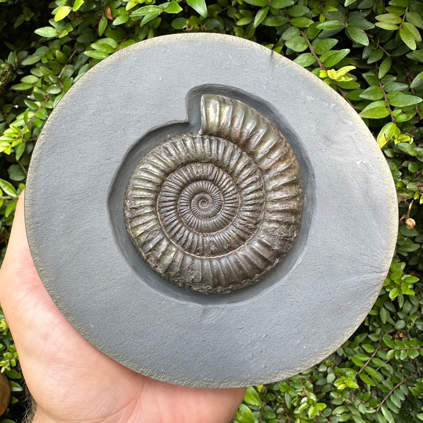 Golden Egg (IMPLANT) Ammonite fossil with stand - Whitby, North Yorkshire Jurassic Coast