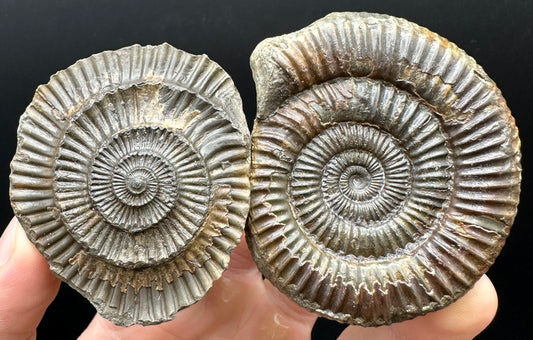 Dactylioceras Ammonite nodule (split pair) Fossil With Box And Stand - Whitby, North Yorkshire Jurassic Coast Yorkshire Fossils