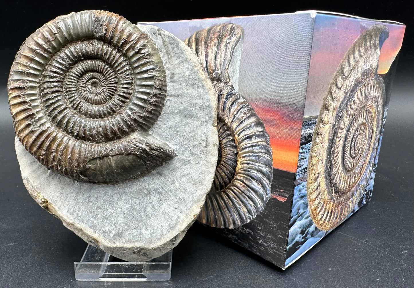 Dactylioceras Ammonite Fossil With Box And Stand - Whitby, North Yorkshire Jurassic Coast Yorkshire Fossils