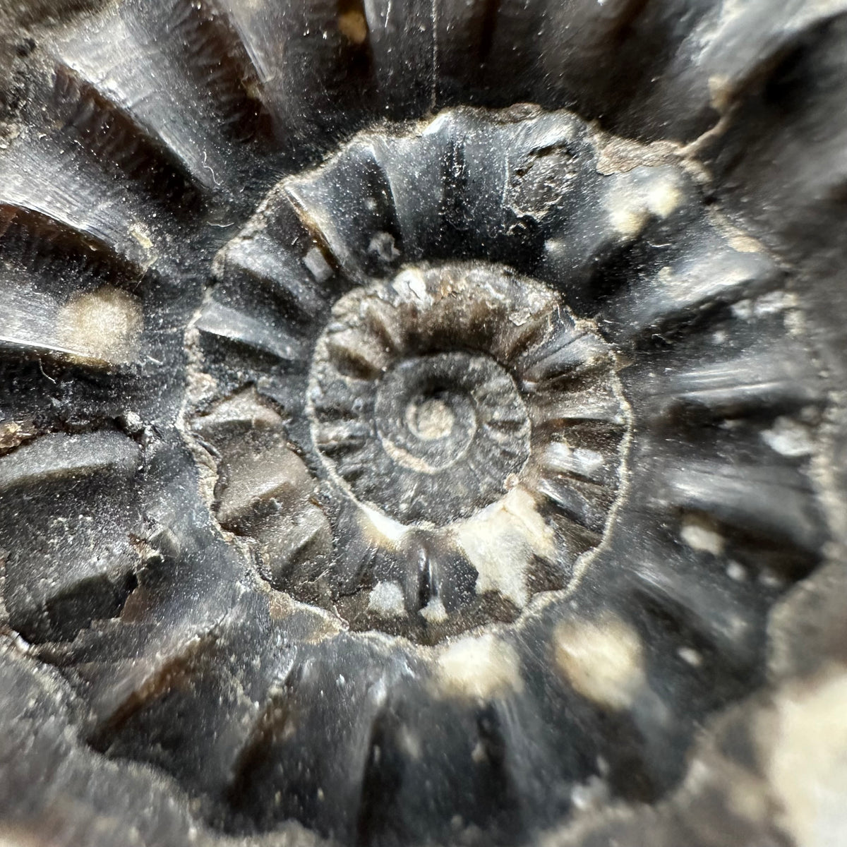 Androgynoceras maculatum ammonite fossil with box and stand - Whitby, North Yorkshire Jurassic Coast Yorkshire Fossils