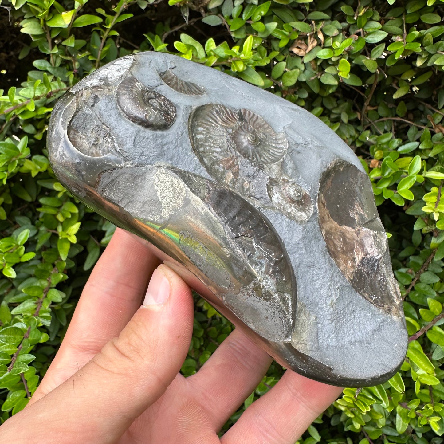 Golden Egg (GENUINE) Ammonite Fossil With Stand - Whitby, North Yorkshire Jurassic Coast Yorkshire Fossils