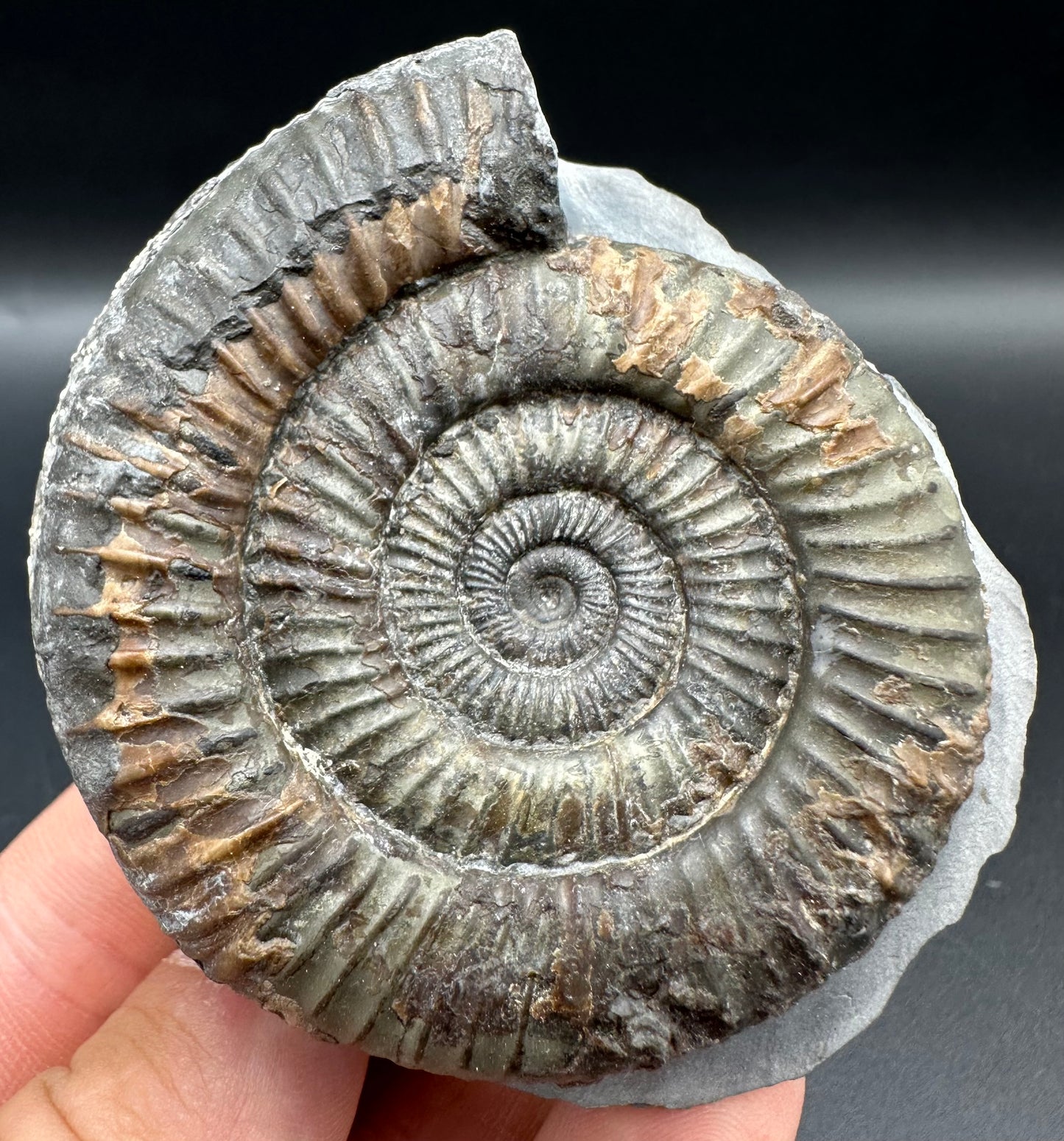 Dactylioceras Ammonite Fossil With Box And Stand - Whitby, North Yorkshire Jurassic Coast Yorkshire Fossils
