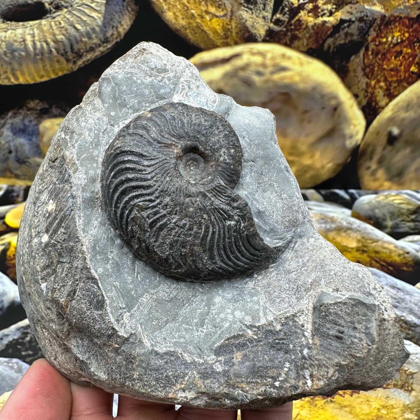 Cleviceras sp. ammonite shell fossil - Whitby, North Yorkshire