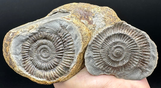 Dactylioceras Ammonite nodule (split pair) Fossil With Stand - Whitby, North Yorkshire Jurassic Coast Yorkshire Fossils
