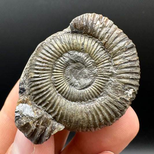 Dactylioceras Ammonite nodule (split pair) Fossil With Box And Stand - Whitby, North Yorkshire Jurassic Coast Yorkshire Fossils