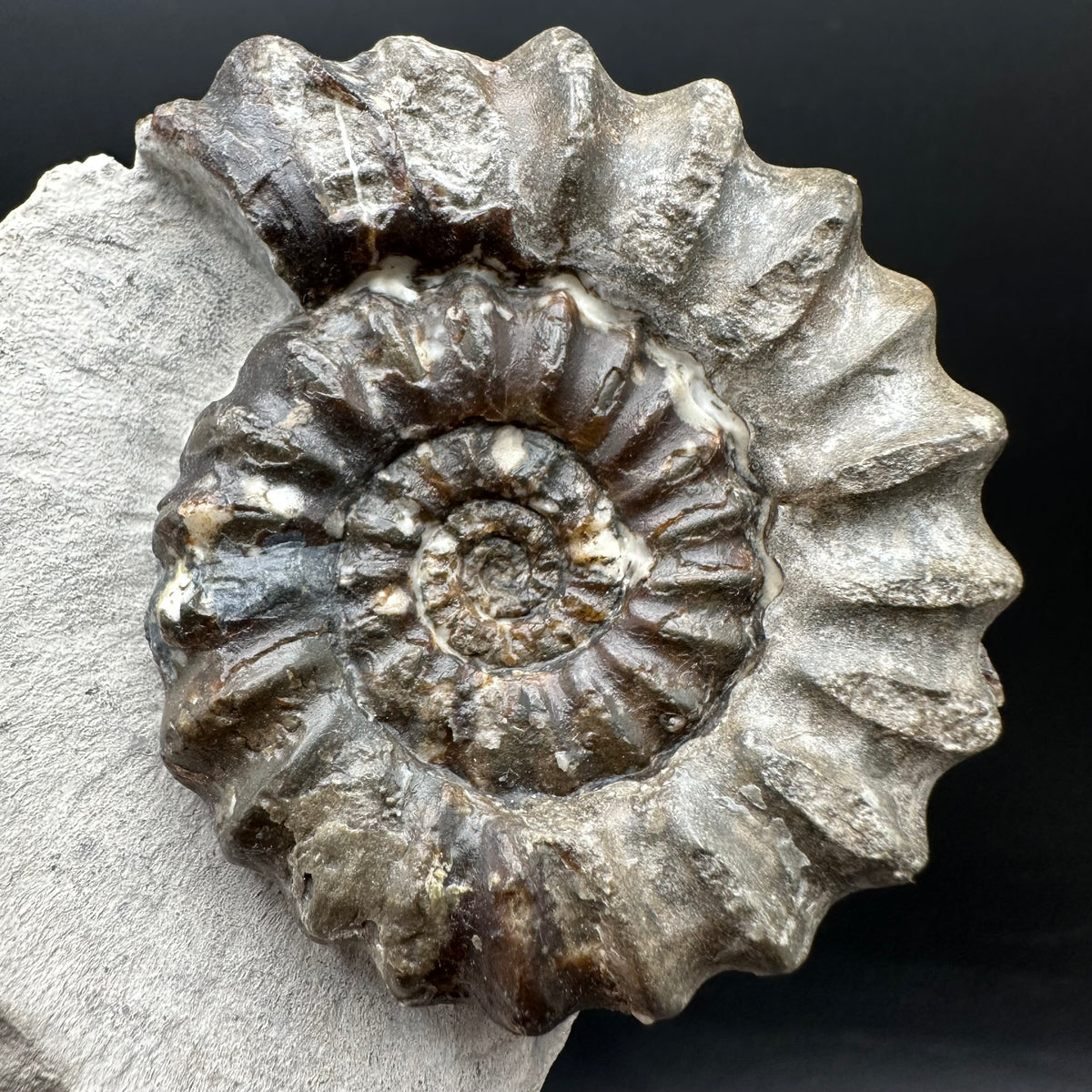 Androgynoceras maculatum ammonite fossil with box and stand - Whitby, North Yorkshire Jurassic Coast Yorkshire Fossils