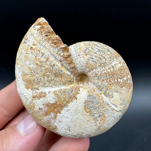 Phylloceras Ammonite Fossil With Box And Stand - Cretaceous Ammonite Madagascar