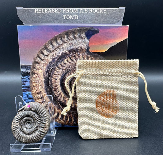 Snakestone Ammonite Fossil With Bag/Box And Stand - Whitby, North Yorkshire Jurassic Coast Yorkshire Fossils