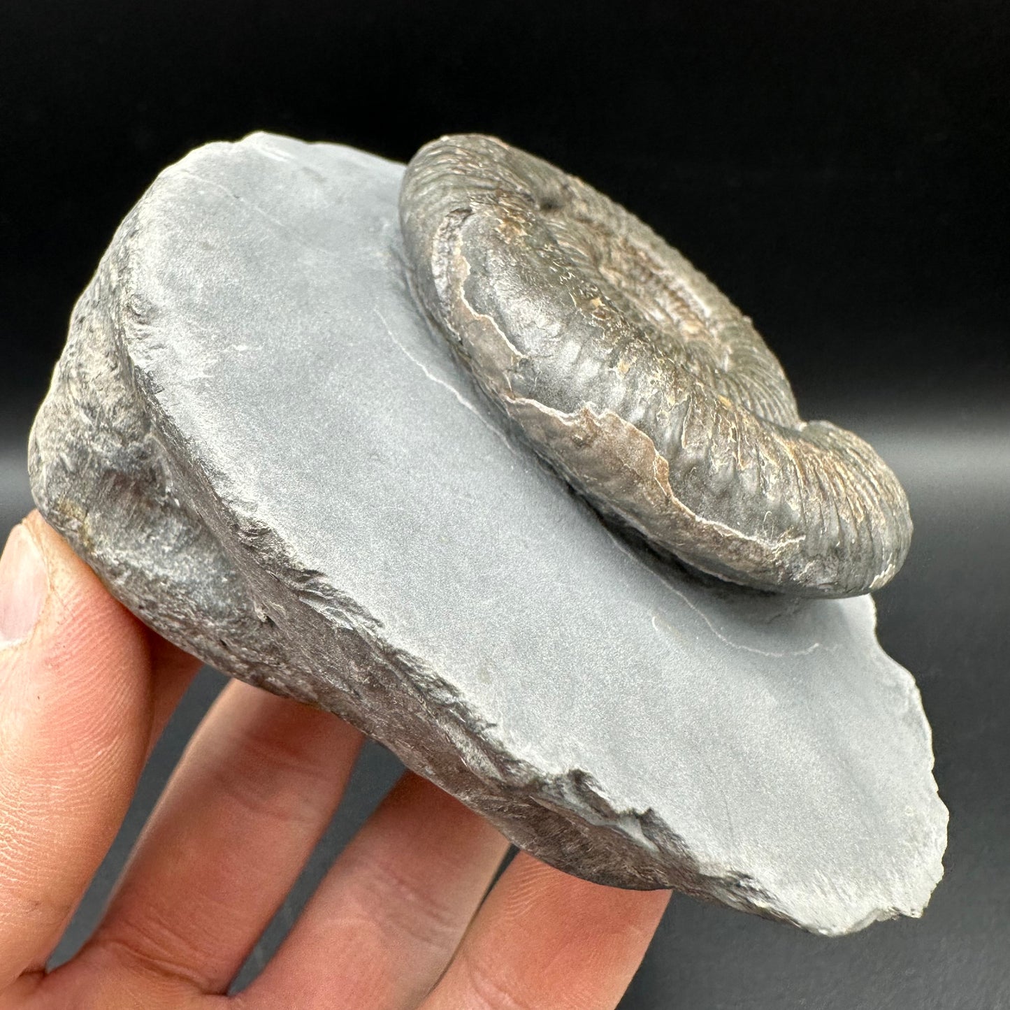 Zugodactylites Ammonite fossil with box and stand - Whitby, North Yorkshire Jurassic Coast, Yorkshire fossils