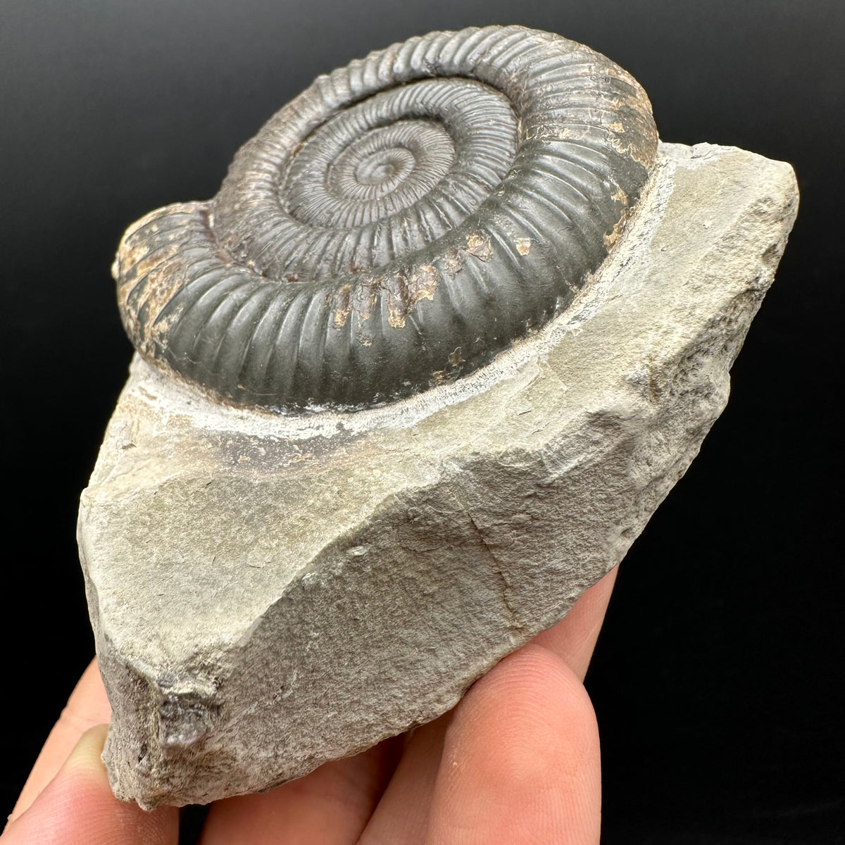Dactylioceras Ammonite Fossil With box and Stand - Whitby, North Yorkshire Jurassic Coast Yorkshire Fossils